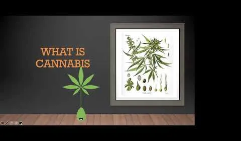 Cannabis & Cancer: Let's Clear The Smoke! - Youth Cancer Europe webinar